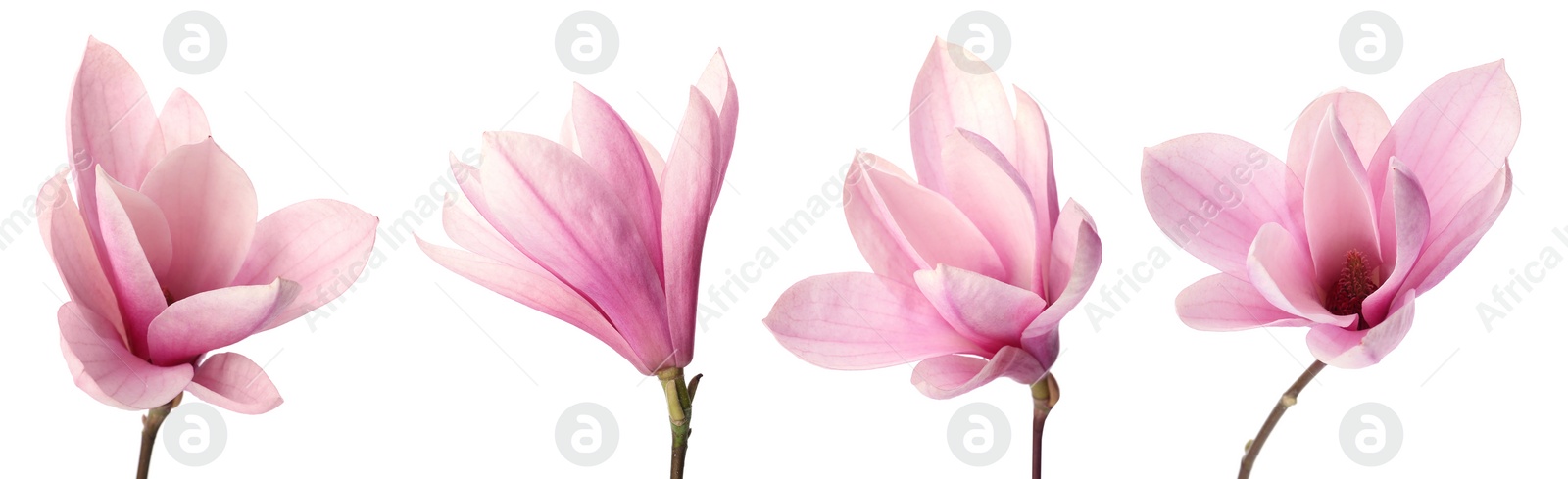 Image of Set with beautiful magnolia flowers on white background. Banner design