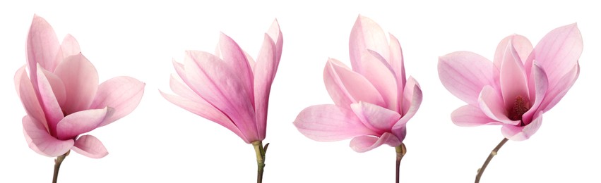 Image of Set with beautiful magnolia flowers on white background. Banner design