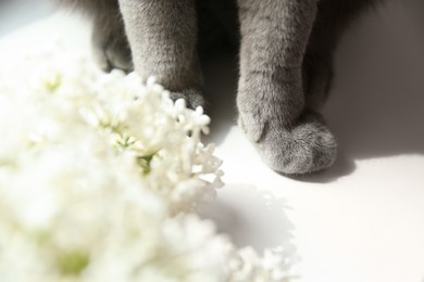 Beautiful grey British Shorthair cat near white lilac flowers on table, closeup