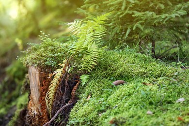Photo of Bright green moss in forest, closeup view