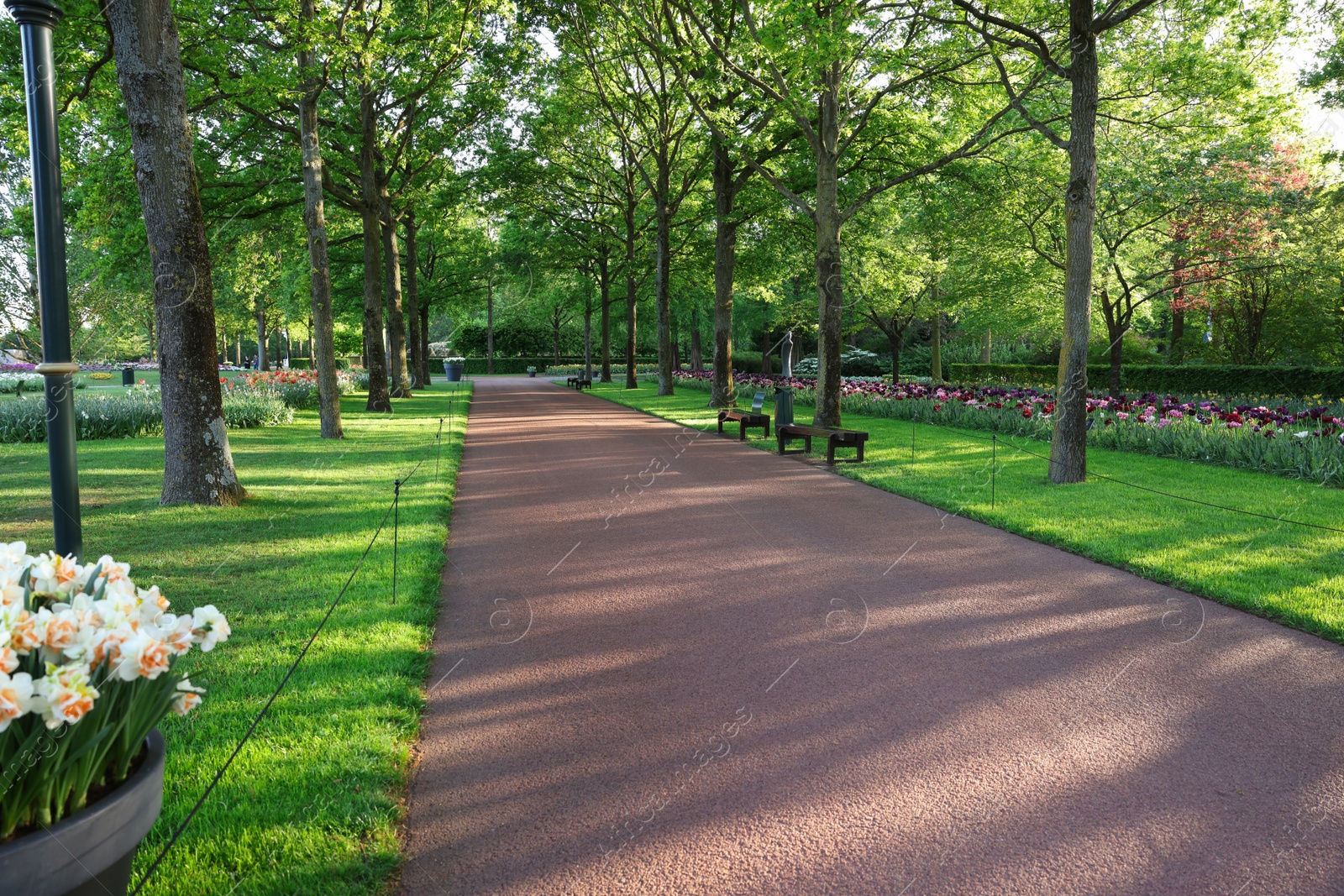 Photo of Park with variety of beautiful flowers, trees and wooden benches on sunny day. Spring season