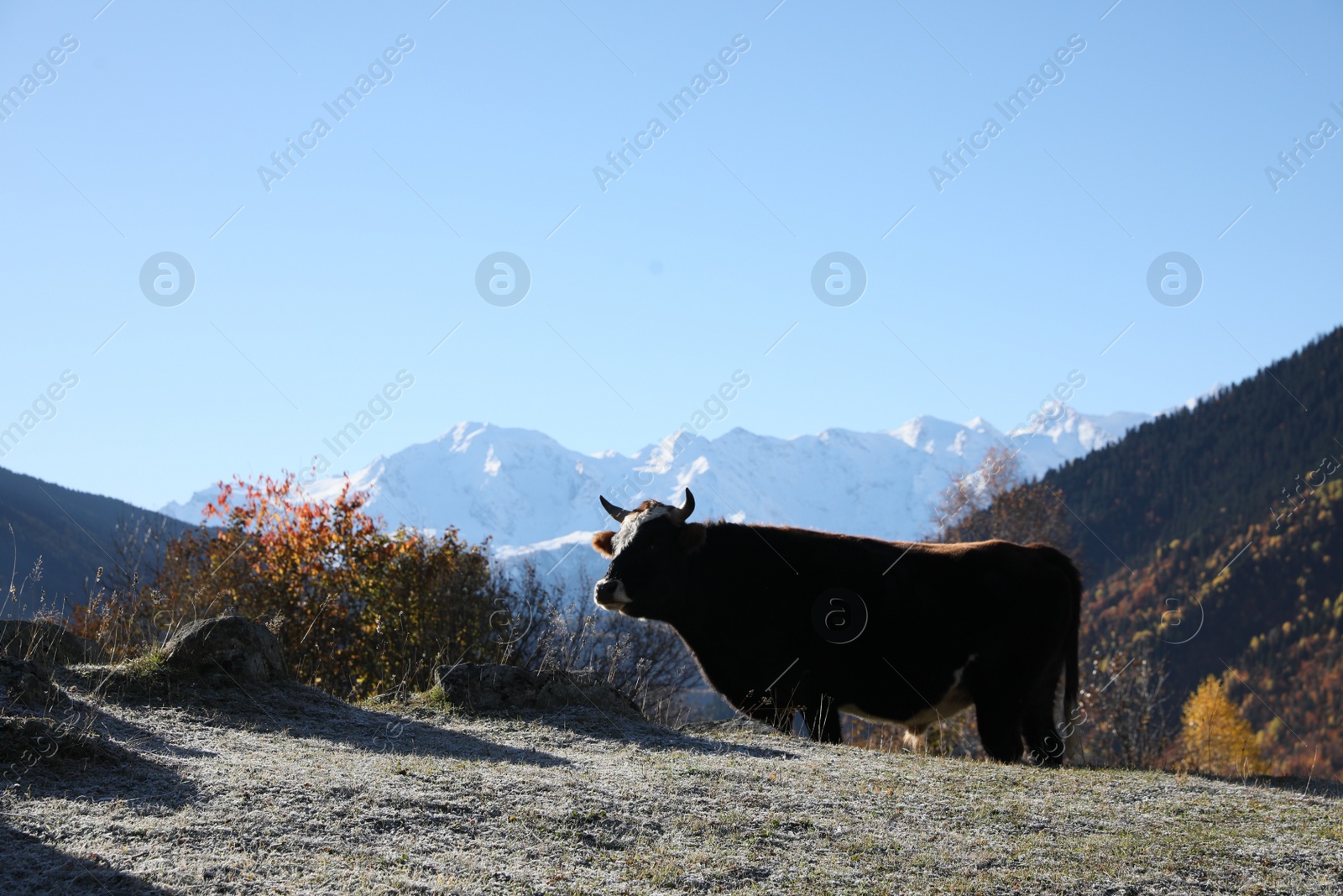 Photo of Beautiful view of cow in mountains on sunny day