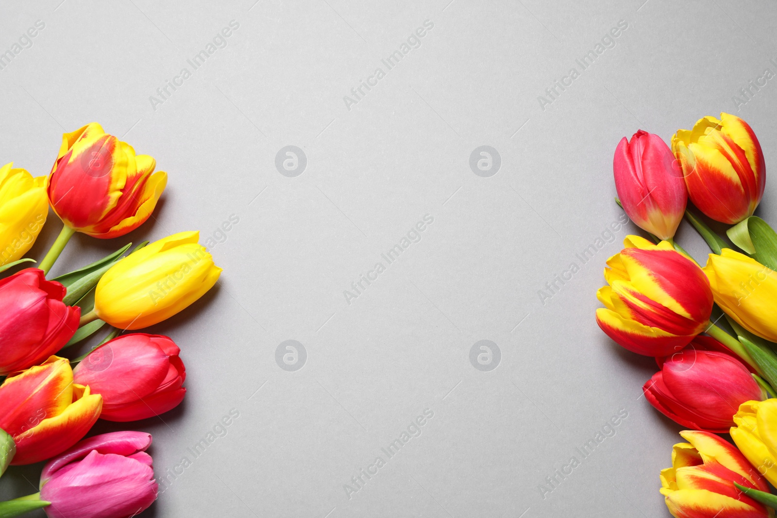 Photo of Beautiful spring tulips on light grey background, flat lay. Space for text