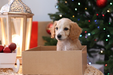 Cute English Cocker Spaniel puppy in Christmas gift box indoors