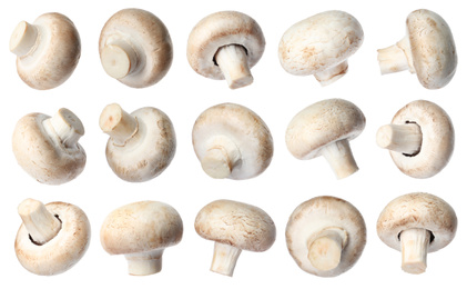 Image of  Set with fresh champignon mushrooms on white background