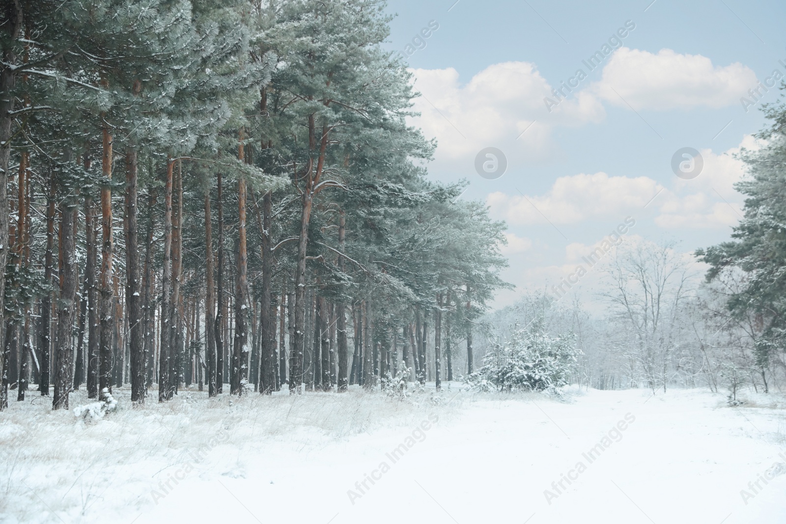 Photo of Beautiful forest covered with snow in winter