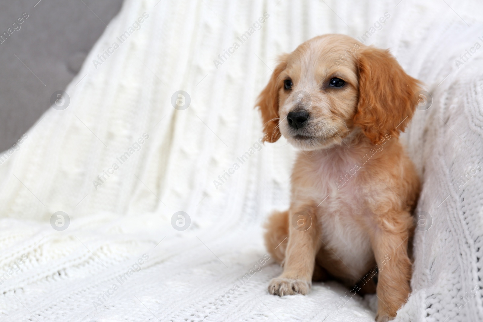 Photo of Cute English Cocker Spaniel puppy on sofa. Space for text