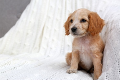 Photo of Cute English Cocker Spaniel puppy on sofa. Space for text