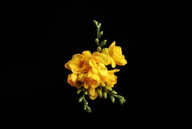 Photo of Beautiful yellow freesia flowers on black background