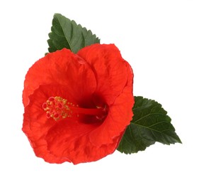 Photo of Beautiful red hibiscus flower and green leaves isolated on white