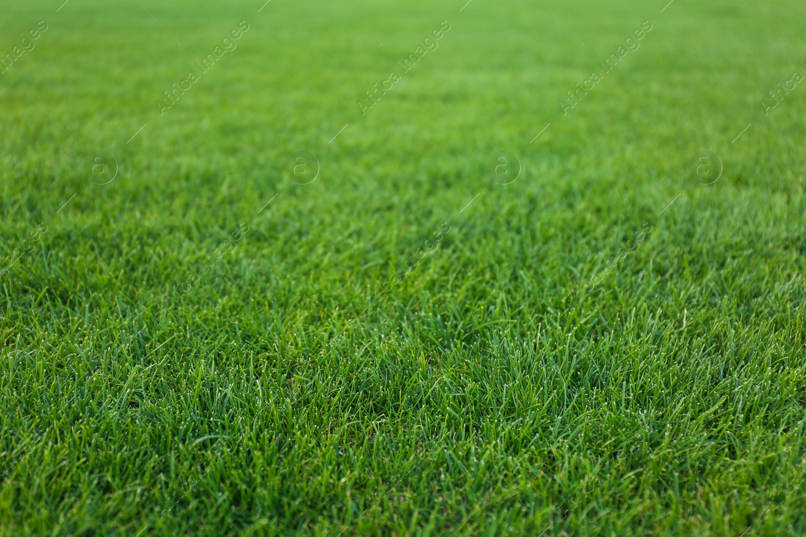 Photo of Green lawn with fresh grass as background