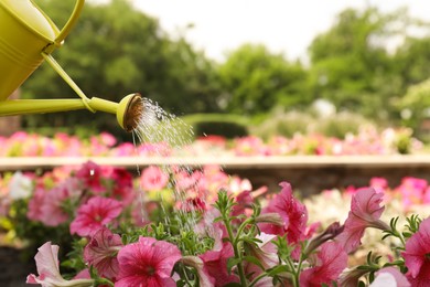 Photo of Irrigating blooming pink petunias with yellow watering can outdoors