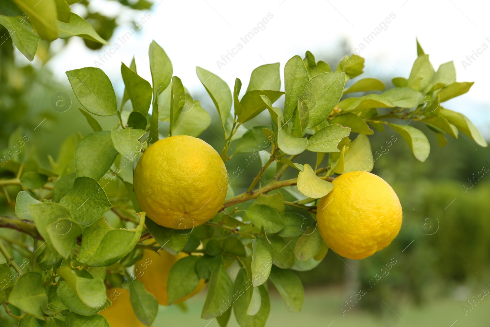 Photo of Fresh ripe trifoliate oranges growing on tree outdoors