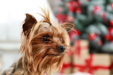 Photo of Adorable Yorkshire terrier on blurred background. Happy dog