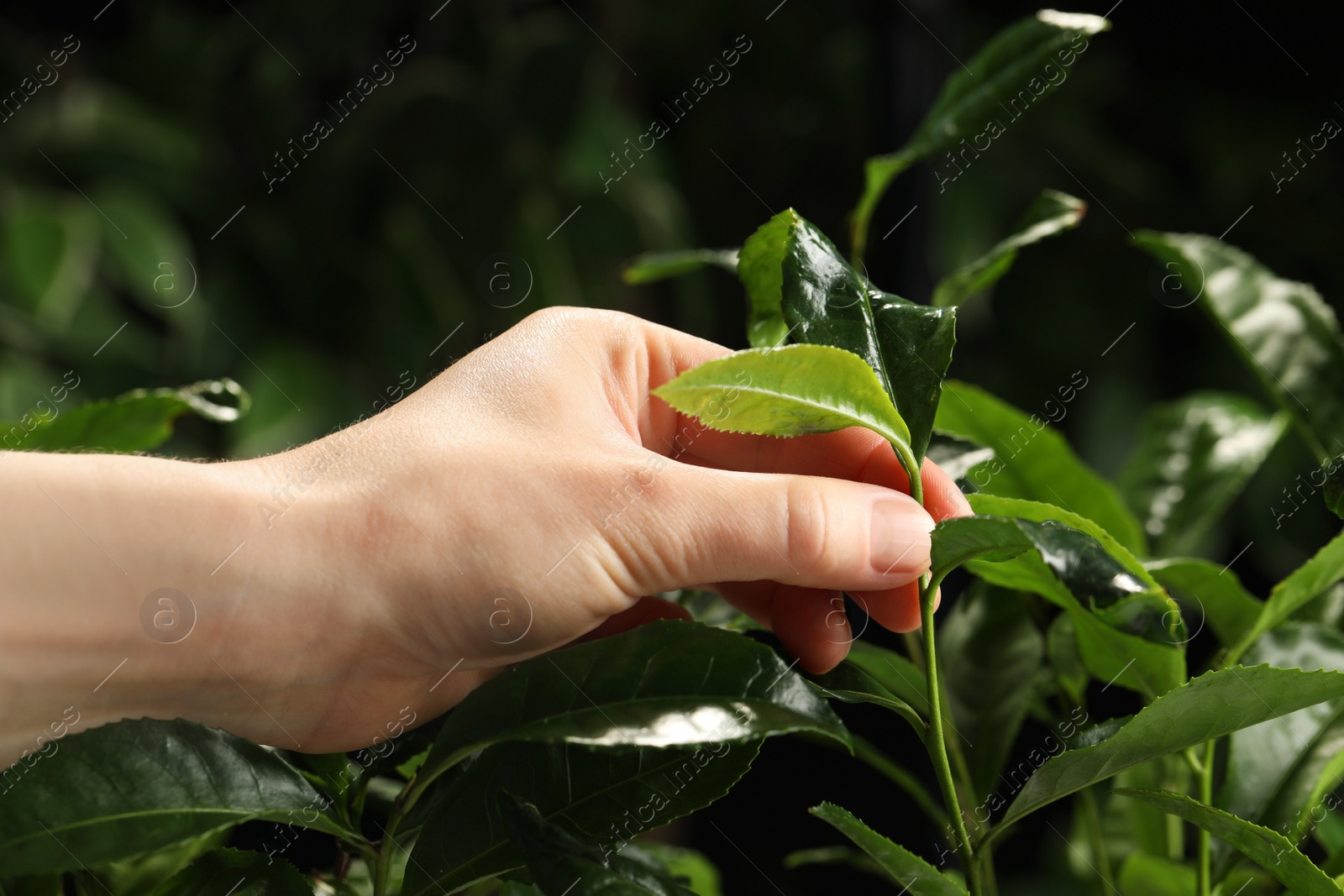 Photo of Farmer picking green tea leaves against dark background, closeup