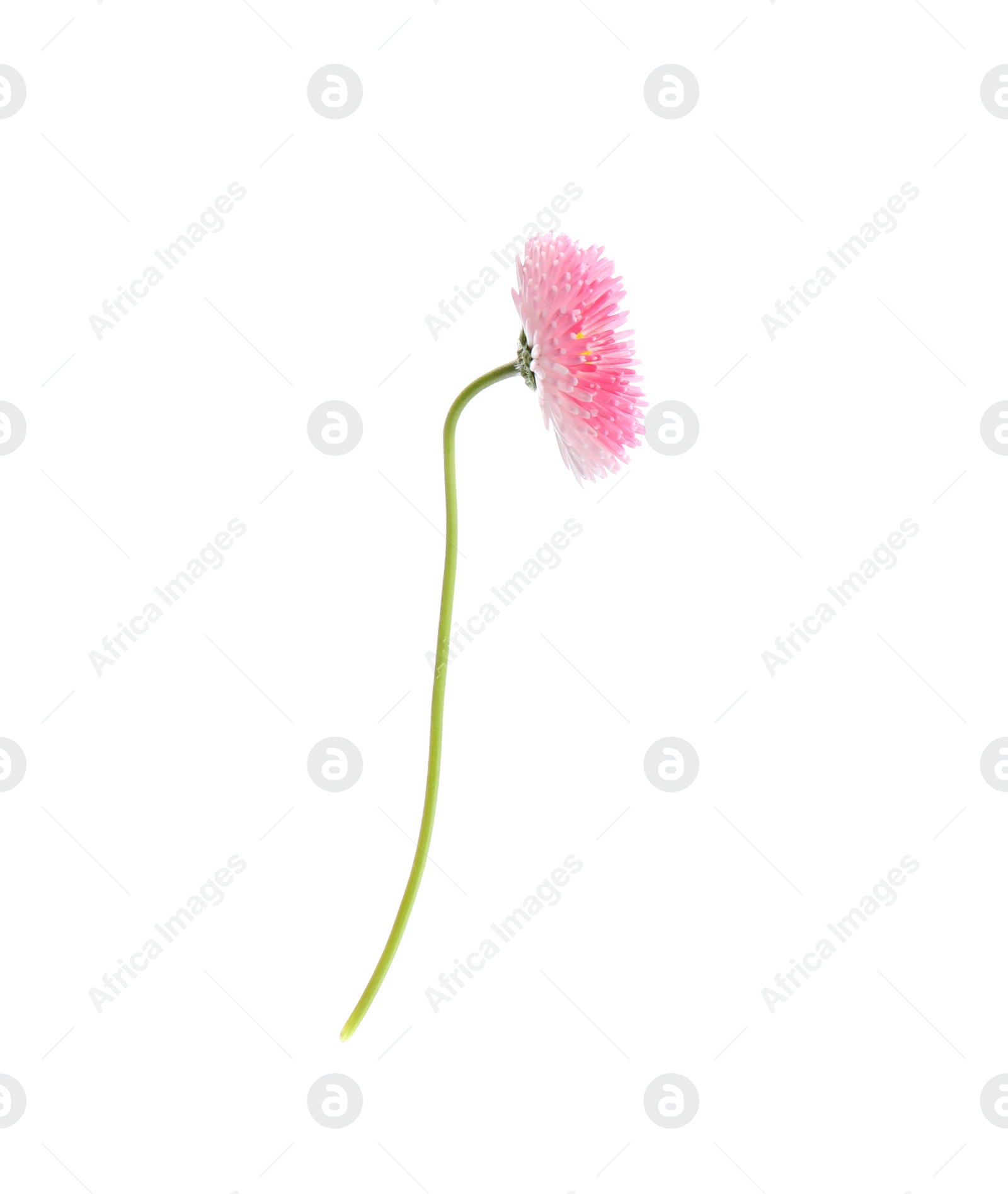 Photo of Beautiful spring daisy flower isolated on white