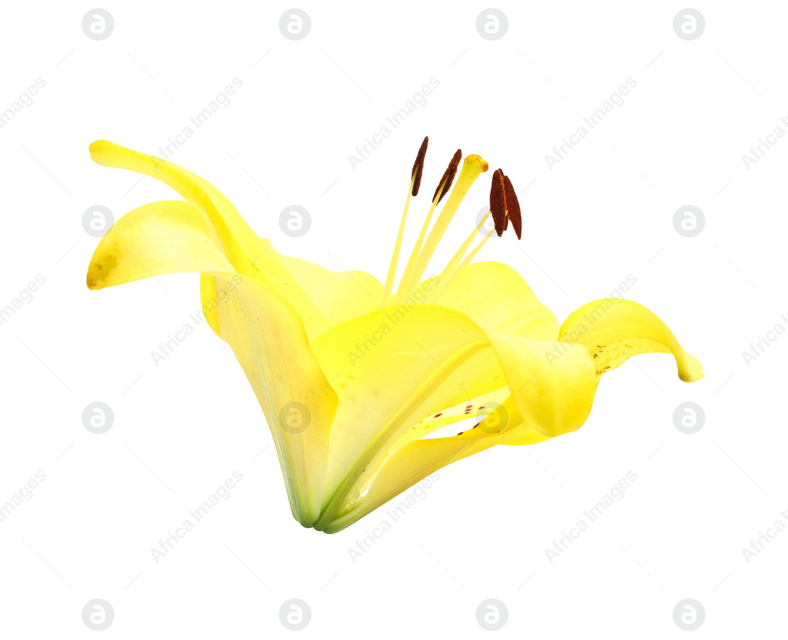 Image of Beautiful blooming yellow lily flower isolated on white