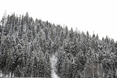 Photo of Beautiful view of conifer forest on snowy winter day