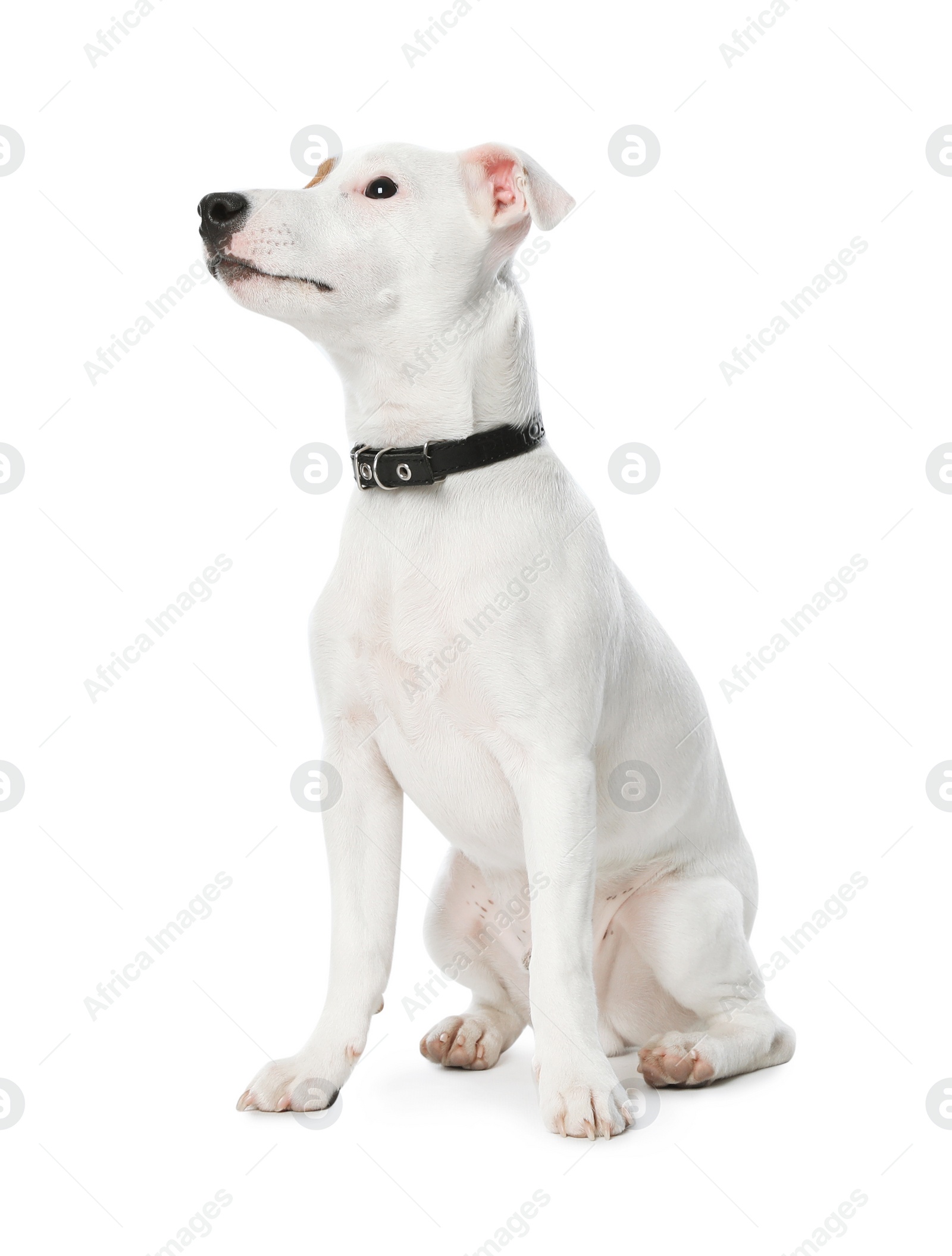 Photo of Cute Jack Russel Terrier on white background. Lovely dog