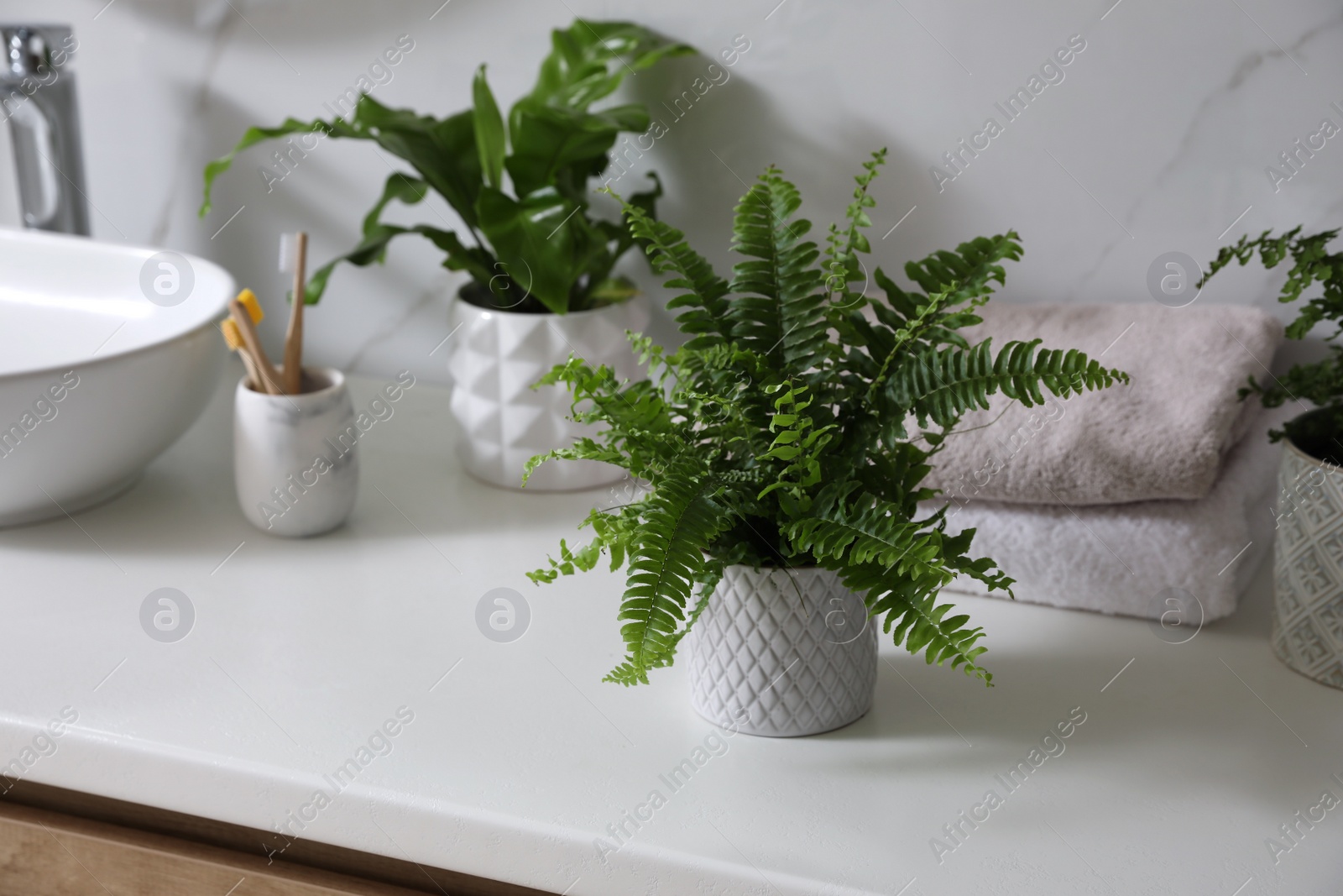 Photo of Beautiful green ferns, towels and toothbrushes on countertop in bathroom