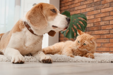 Photo of Adorable cat and dog lying on rug at home. Animal friendship