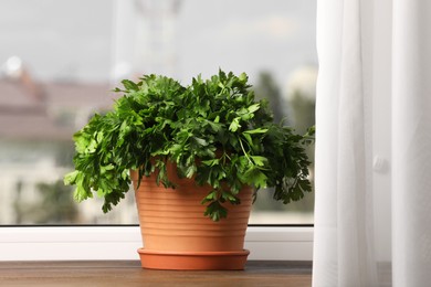 Photo of Aromatic parsley growing in pot on window sill