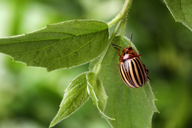 Colorado potato beetle on green plant against blurred background, closeup