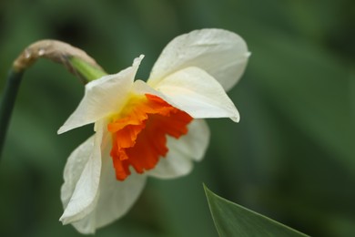 Photo of Beautiful blooming daffodil outdoors on spring day, closeup