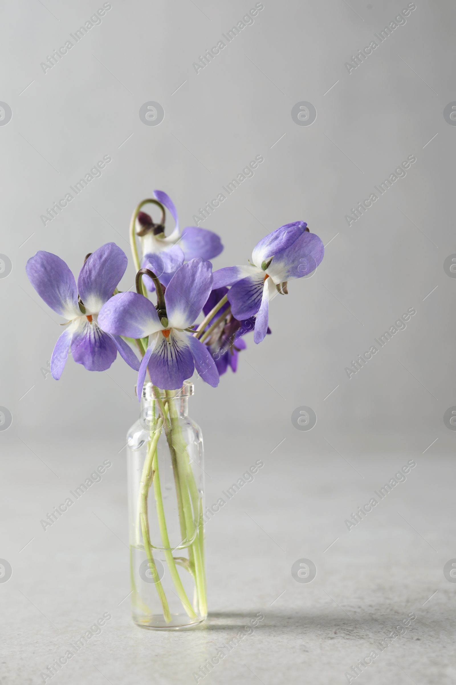 Photo of Beautiful wood violets on light grey background. Spring flowers