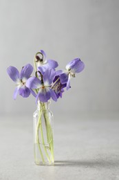 Beautiful wood violets on light grey background. Spring flowers