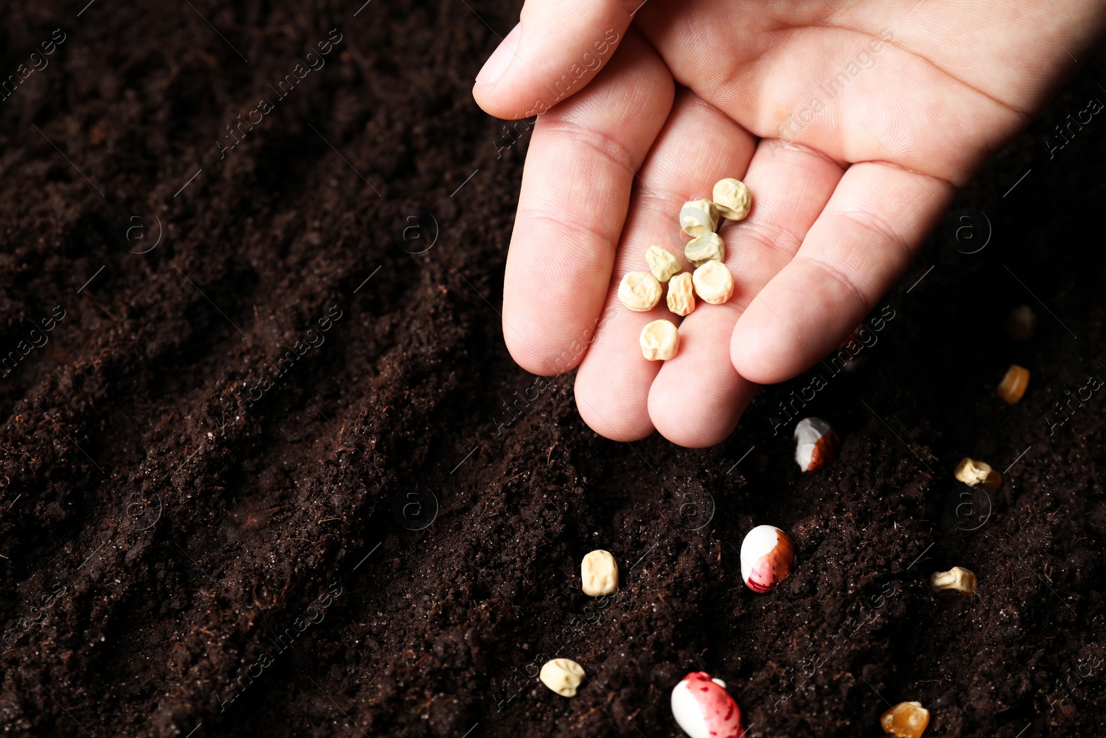 Photo of Woman with peas near fertile soil, closeup. Vegetable seeds