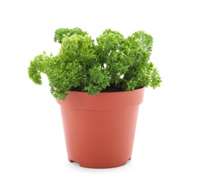 Pot with fresh green parsley on white background