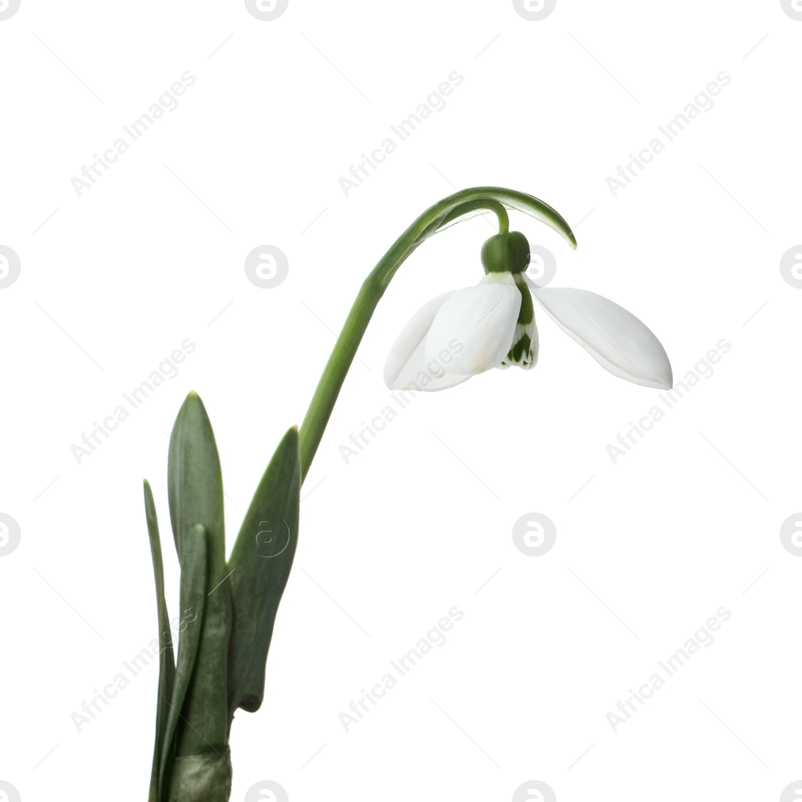 Photo of Beautiful snowdrop isolated on white. Spring flower