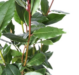Photo of Branches with bay leaves isolated on white, closeup