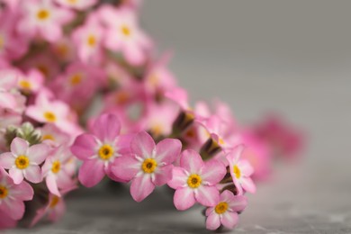 Photo of Beautiful Forget-me-not flowers on grey table, closeup