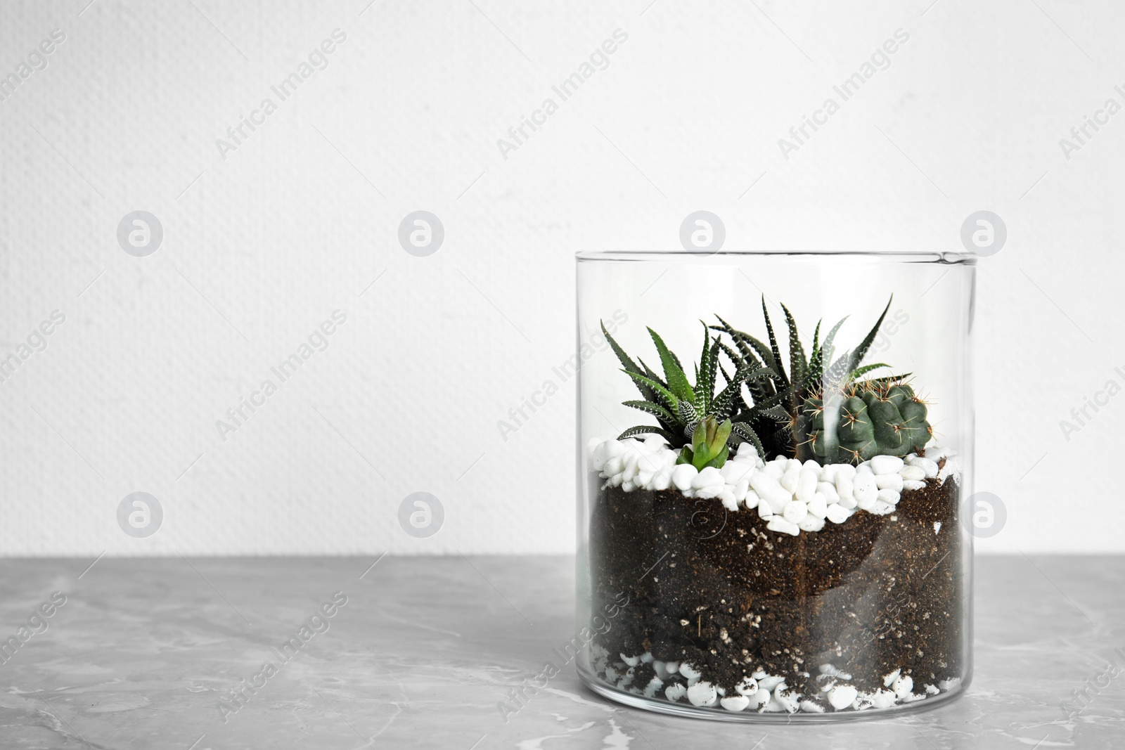 Photo of Glass florarium with different succulents on table against white background, space for text