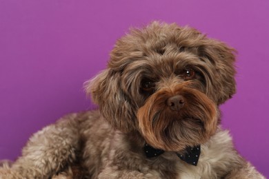 Photo of Cute Maltipoo dog on violet background. Lovely pet
