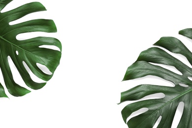 Photo of Green fresh monstera leaves on white background, top view. Tropical plant