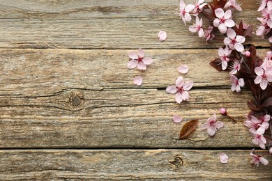 Photo of Spring branch with beautiful blossoms, petals and leaves on wooden table, top view. Space for text