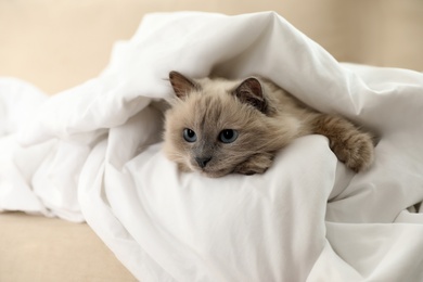 Photo of Adorable Birman cat under blanket at home