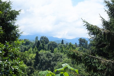 Photo of Picturesque view of forest with coniferous trees on sunny day