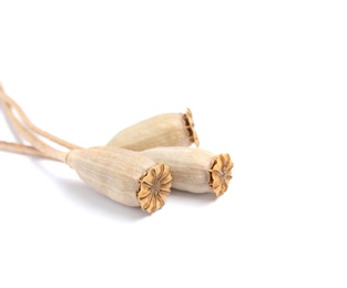 Dry poppy heads with seeds on white background