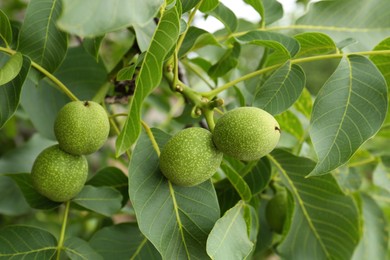 Photo of Green unripe walnuts on tree branch, closeup