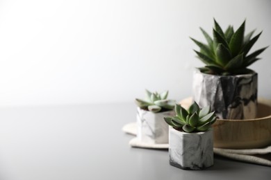 Beautiful potted succulents on light grey table. Space for text