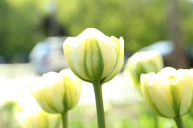 Photo of Beautiful blooming tulips outdoors on sunny day