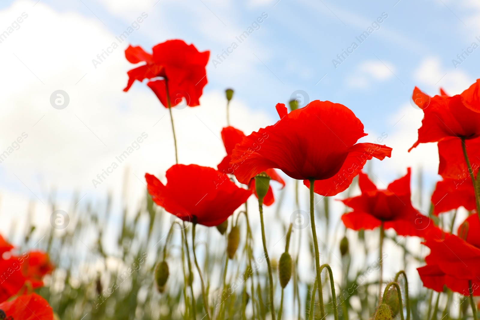 Photo of Beautiful red poppy flowers growing in field, closeup