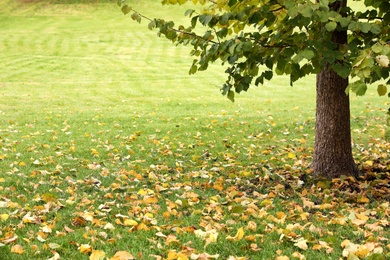 Photo of Beautiful view of tree and leaves in park on autumn day
