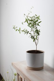 Photo of Pomegranate plant with green leaves in pot on wooden table near white wall