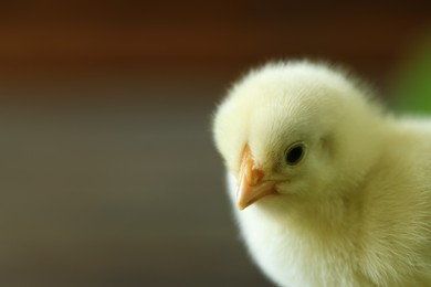 Cute chick on blurred background, closeup with space for text. Baby animal