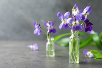 Beautiful wood violets on grey table, space for text. Spring flowers